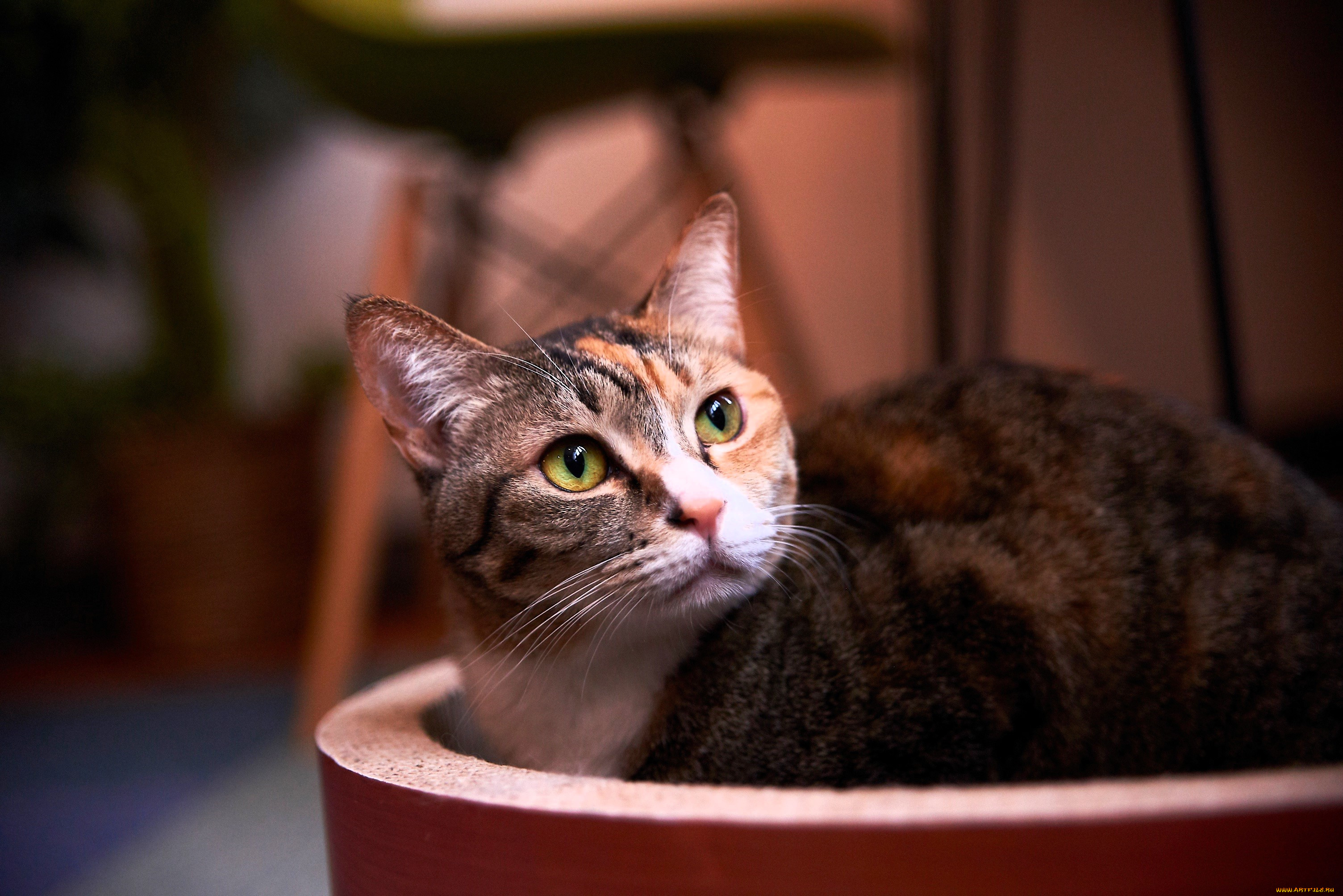 ��������, ����, ���, ������, �������